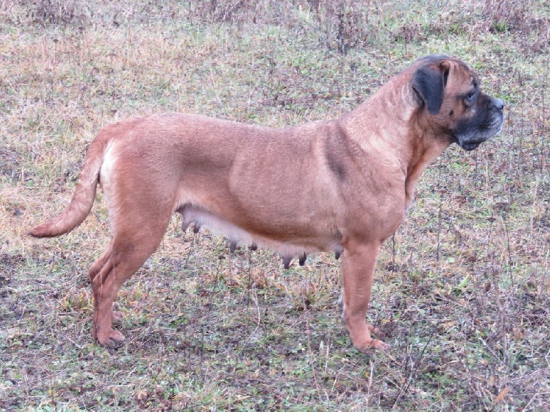 Ginger du domaine de Tarmac