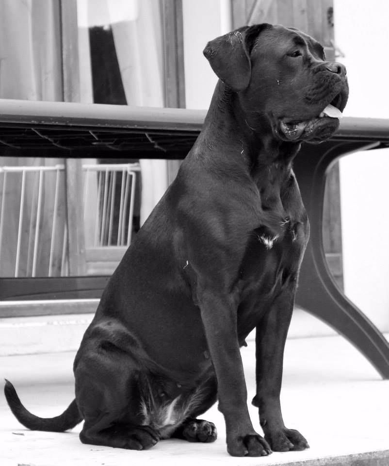 Inaya du domaine de Tarmac