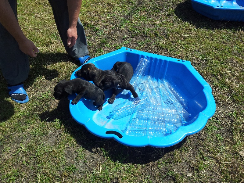 chiots