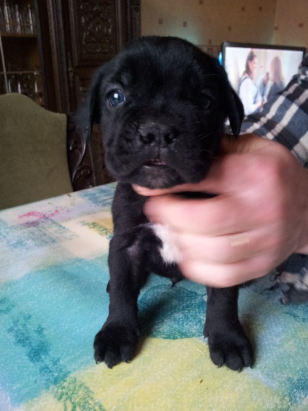 chiots Dina x Frenklin