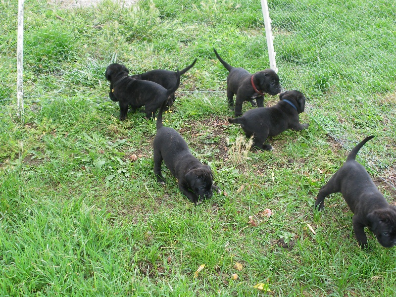 chiots d'Eden