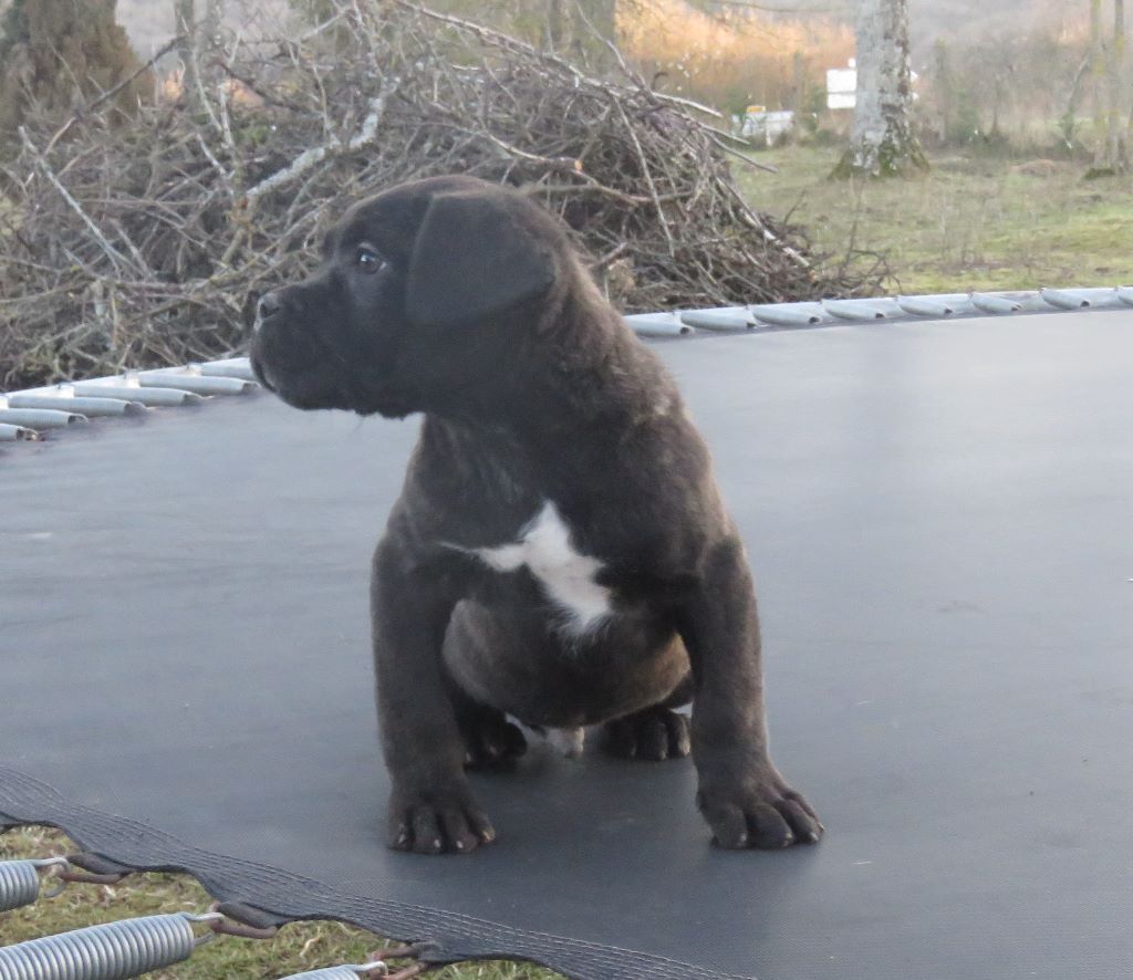 du domaine de Tarmac - Chiots disponibles - Cane Corso