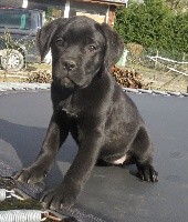 CHIOT