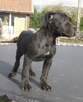 CHIOT