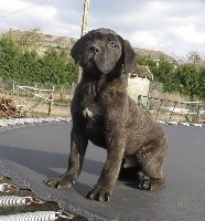 CHIOT