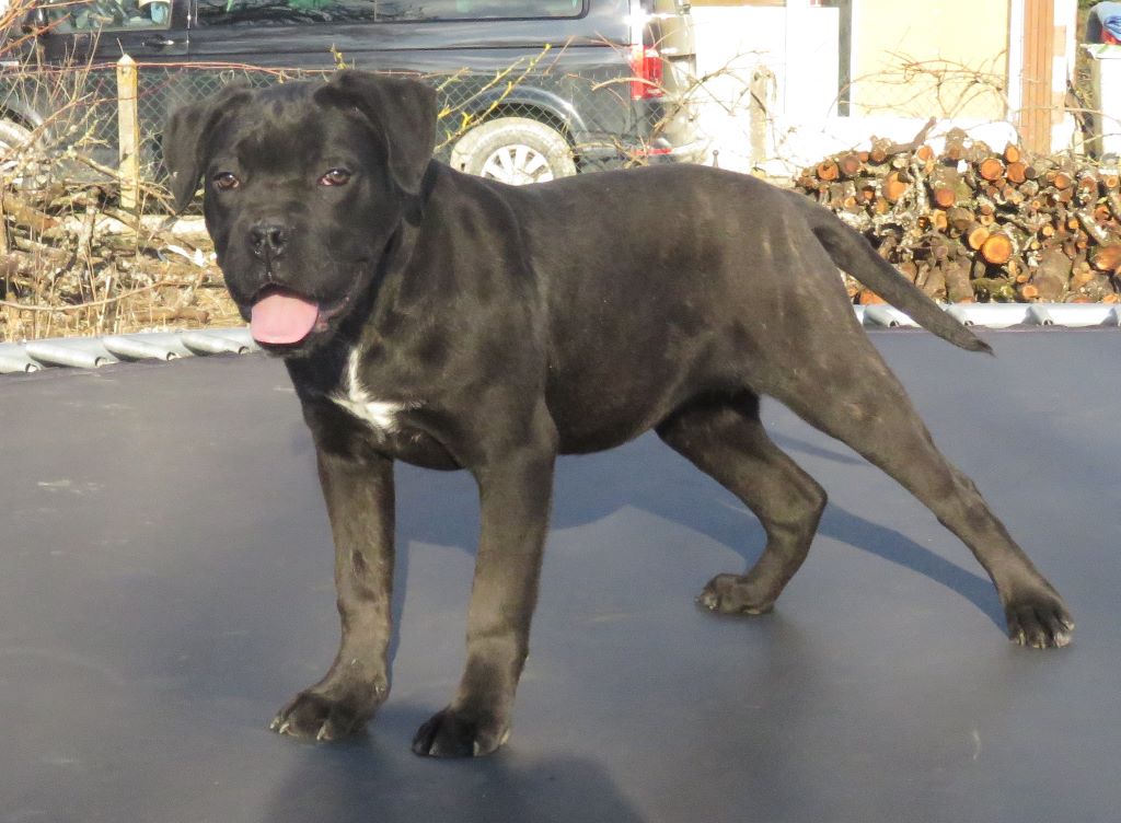 du domaine de Tarmac - Chiots disponibles - Cane Corso