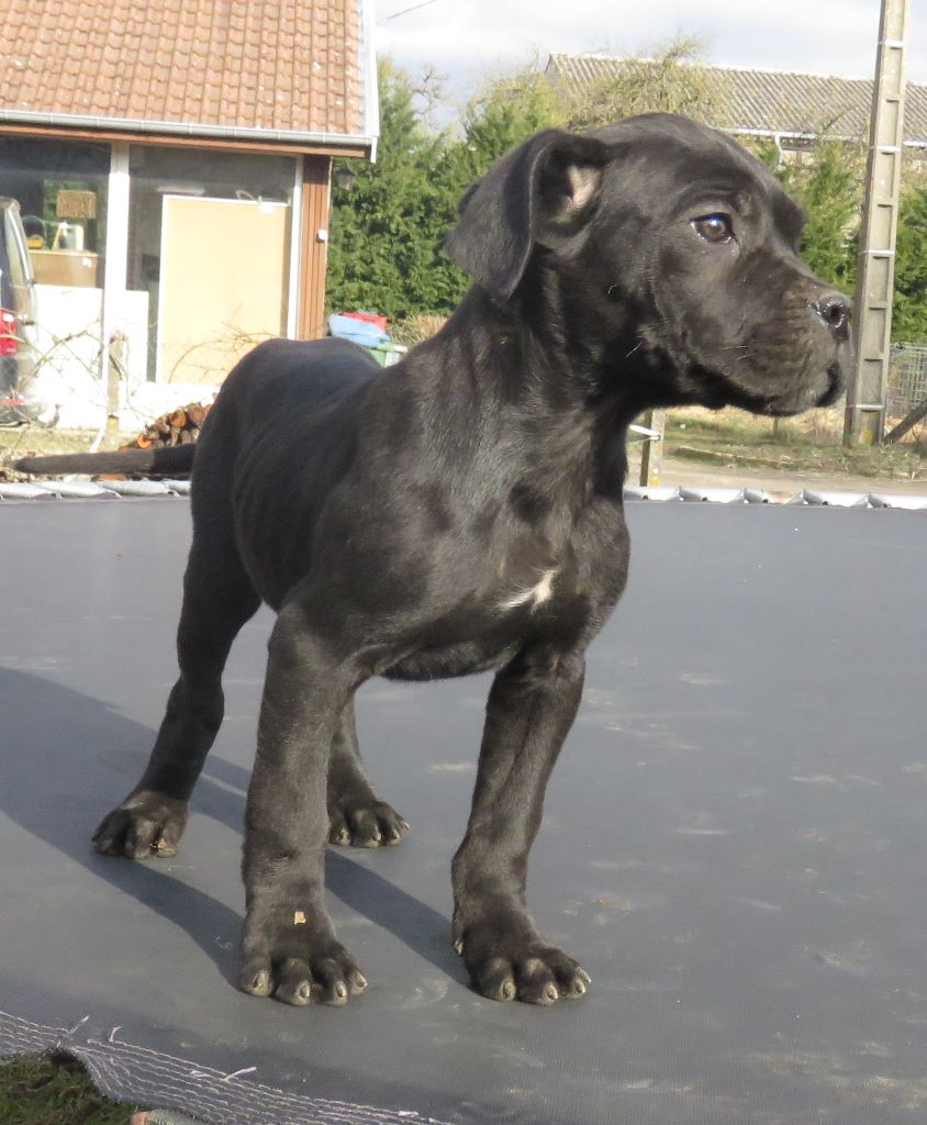 du domaine de Tarmac - Chiots disponibles - Cane Corso