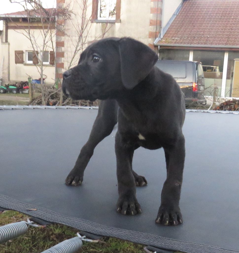 du domaine de Tarmac - Chiots disponibles - Cane Corso